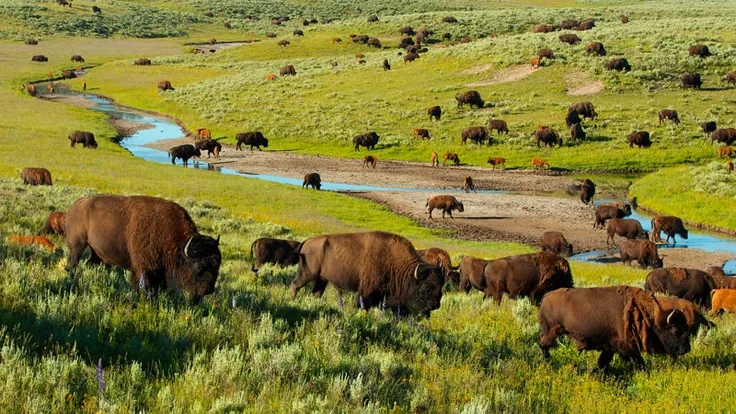 Describe a place in your city you have been to where you can see wildlife (e.g. animals, birds, insects, plants)